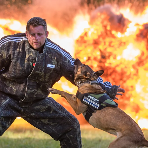 FrogDog K9