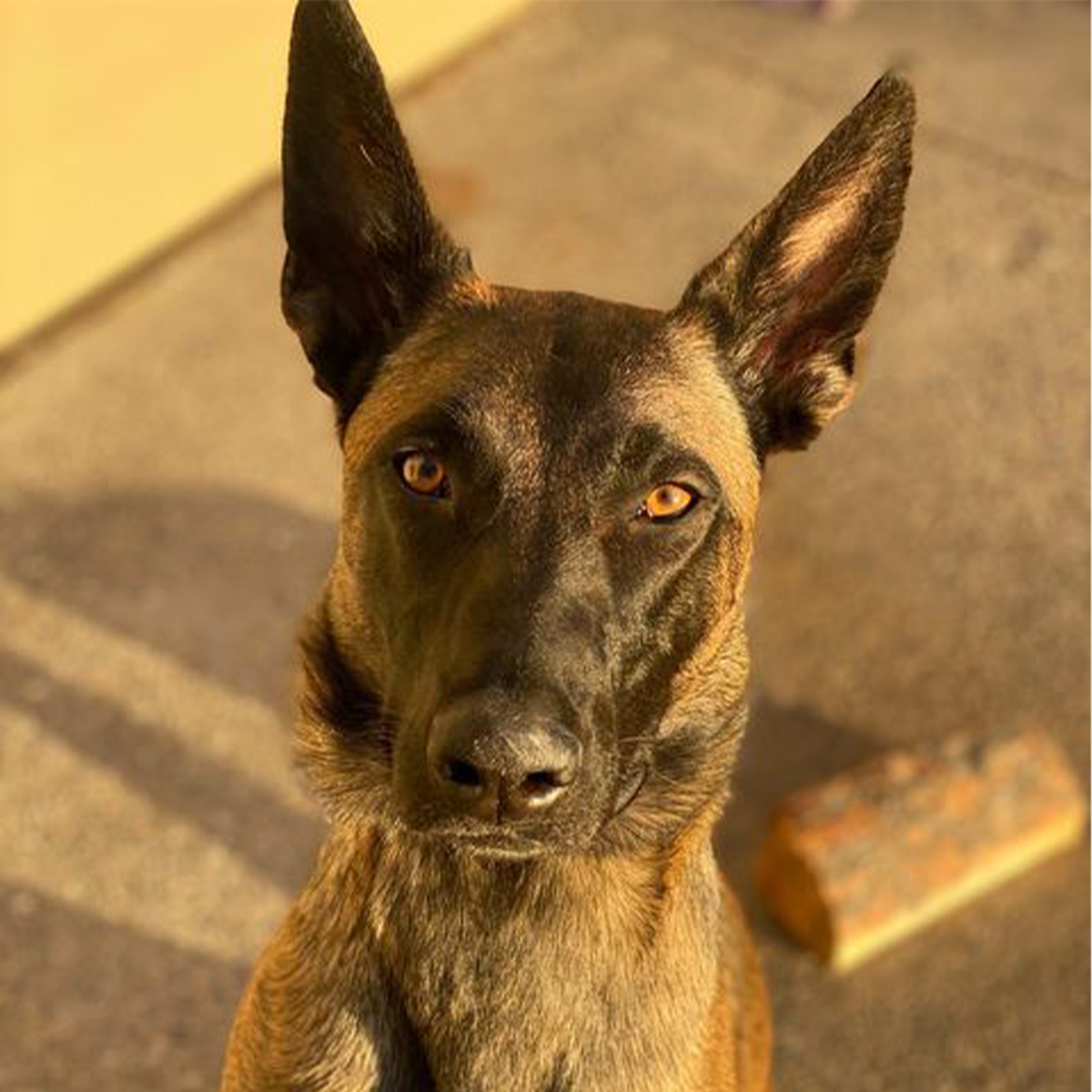 Dogtra No Bark YS600