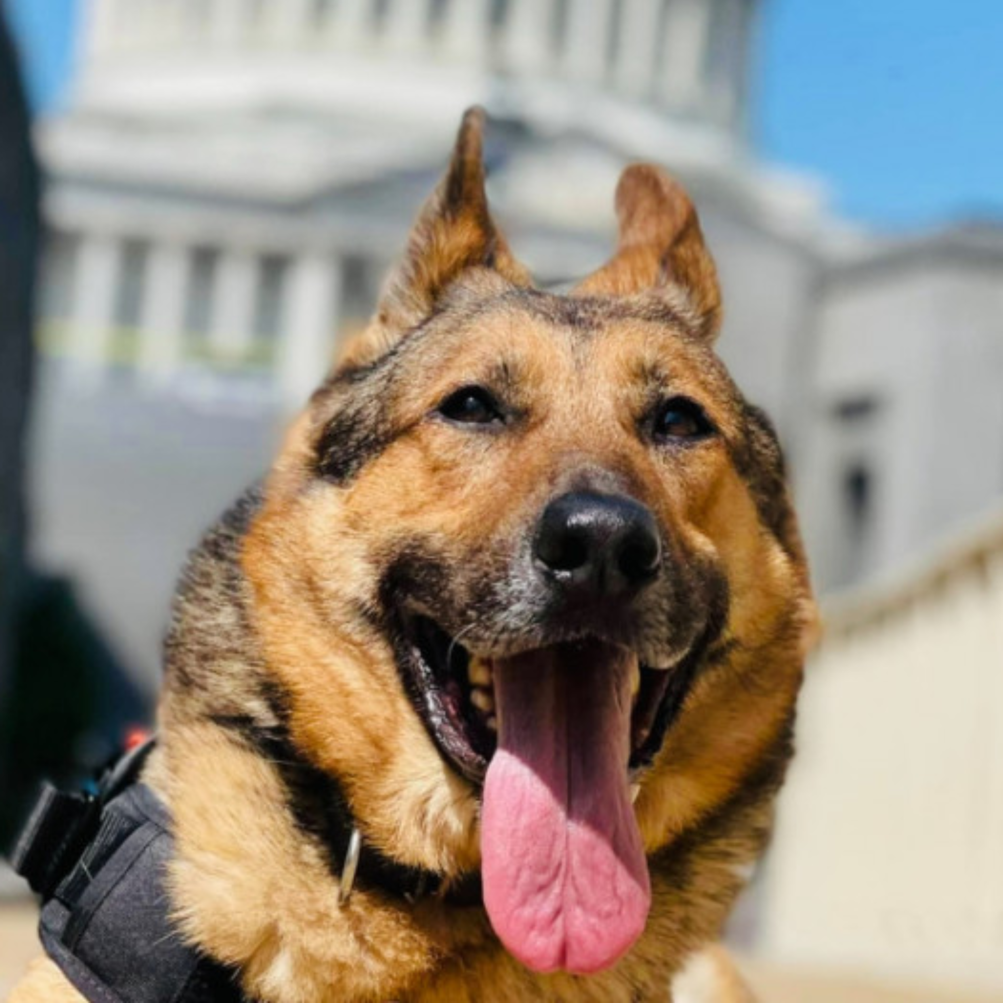 K9 Tambo